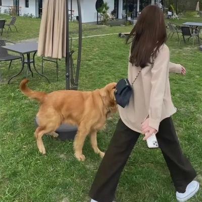 我的猪队友